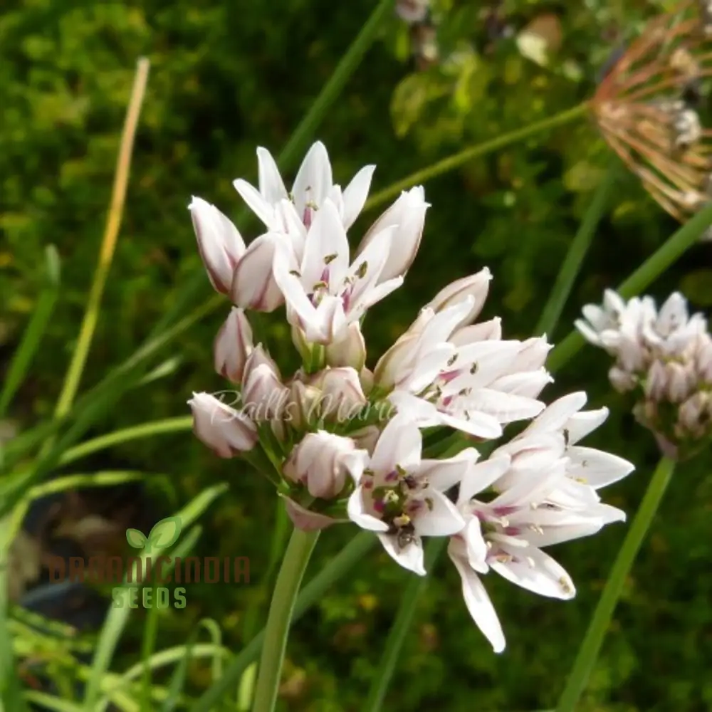 Allium Ramosum Flower Seeds for Planting, Beautiful and Fragrant Garden Blooms
