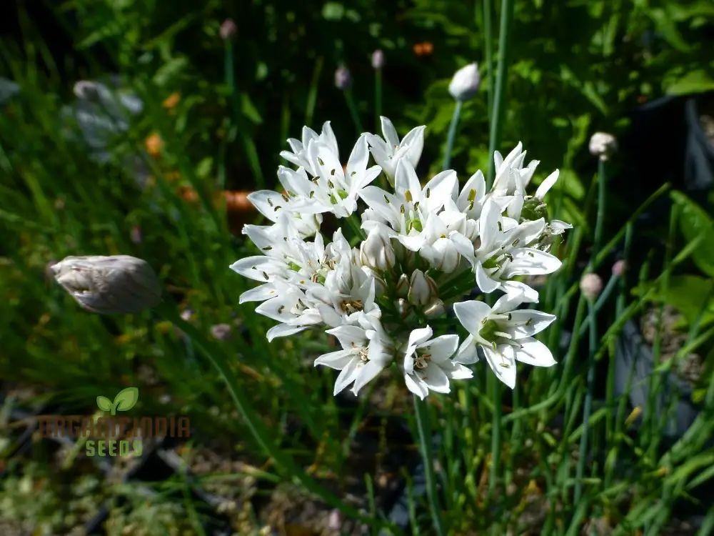 Allium Ramosum Flower Seeds for Planting, Beautiful and Fragrant Garden Blooms - Image 3