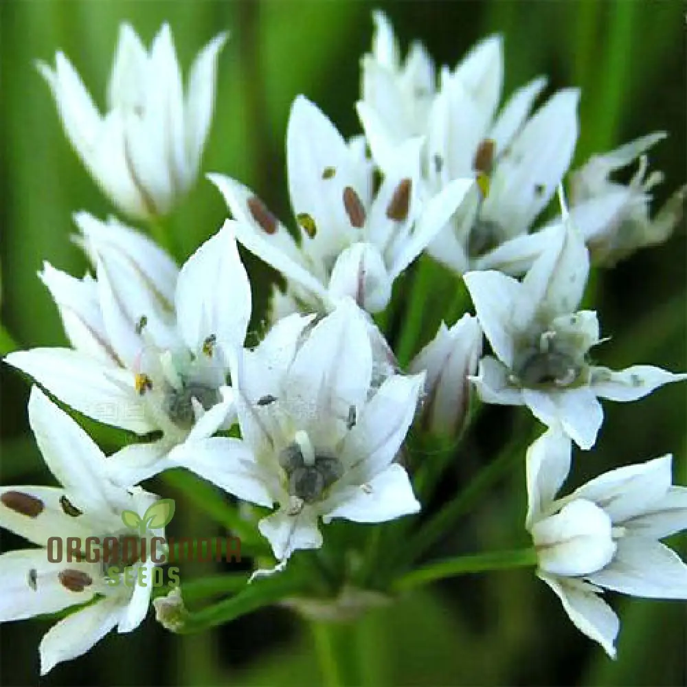 Allium Ramosum Flower Seeds for Planting, Beautiful and Fragrant Garden Blooms - Image 4