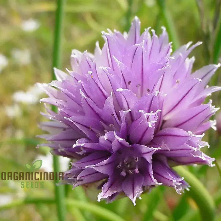 Allium Schoenoprasum Flower Seeds for Planting