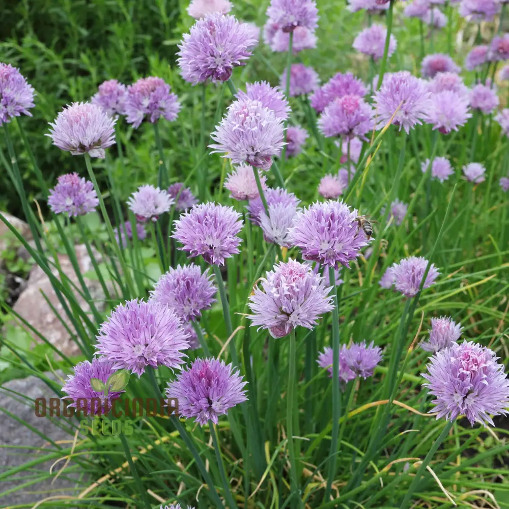 Allium Schoenoprasum Flower Seeds for Planting - Image 3