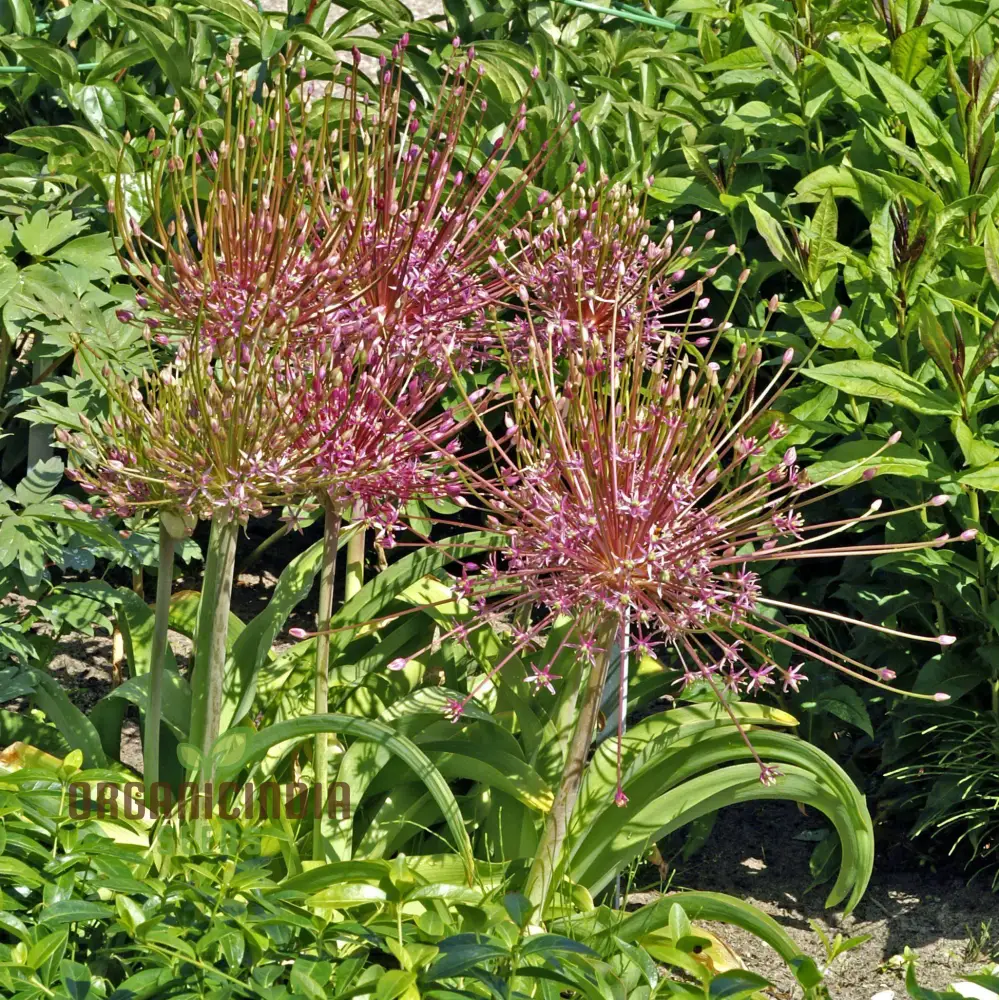 Allium Schubertii Flower Seeds, Premium Quality Seeds for Unique and Stunning Garden planting