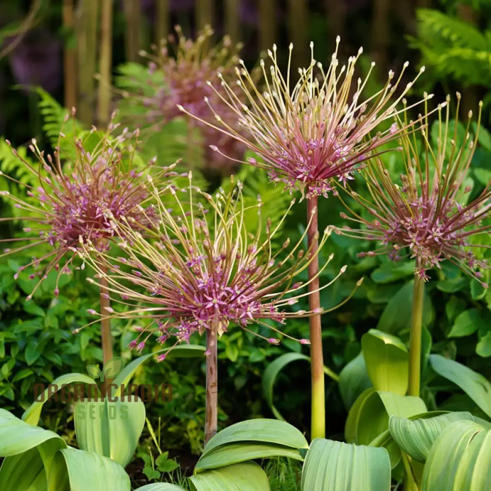 Allium Schubertii Flower Seeds, Premium Quality Seeds for Unique and Stunning Garden planting - Image 3