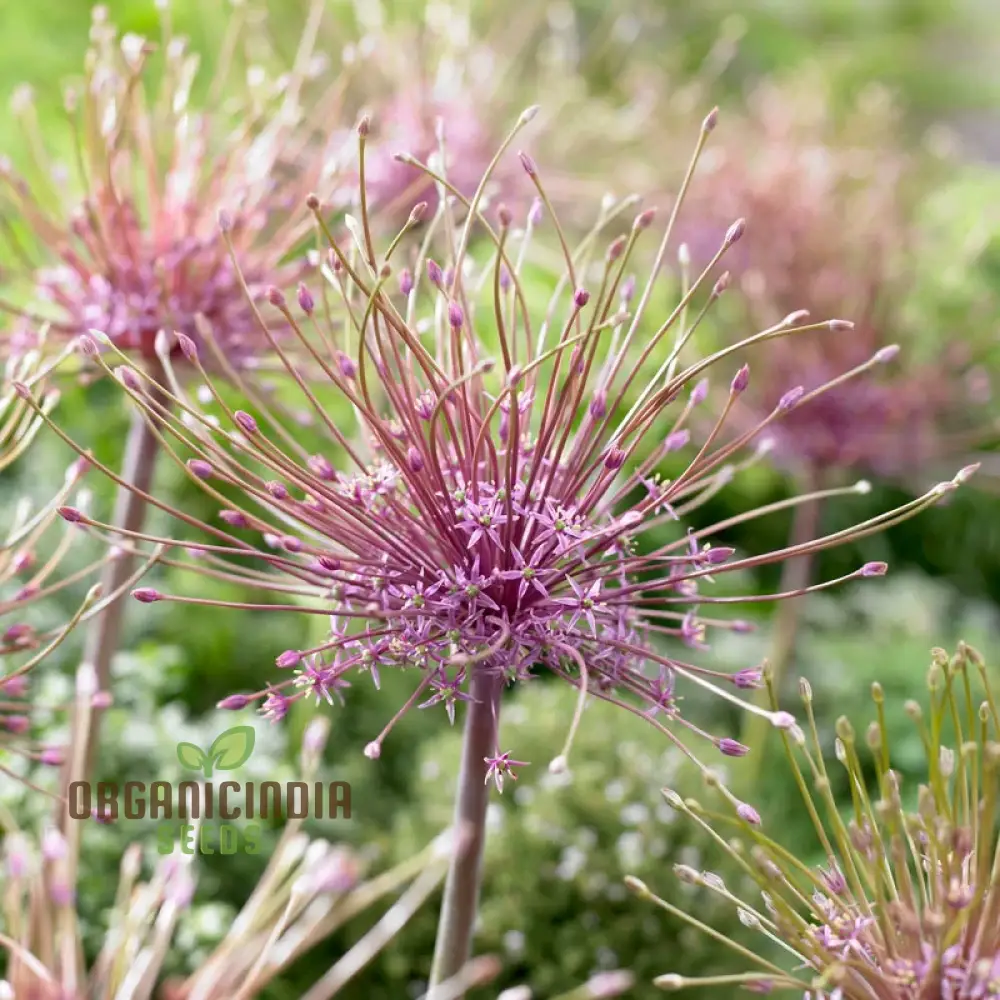 Allium Schubertii Flower Seeds, Premium Quality Seeds for Unique and Stunning Garden planting - Image 4