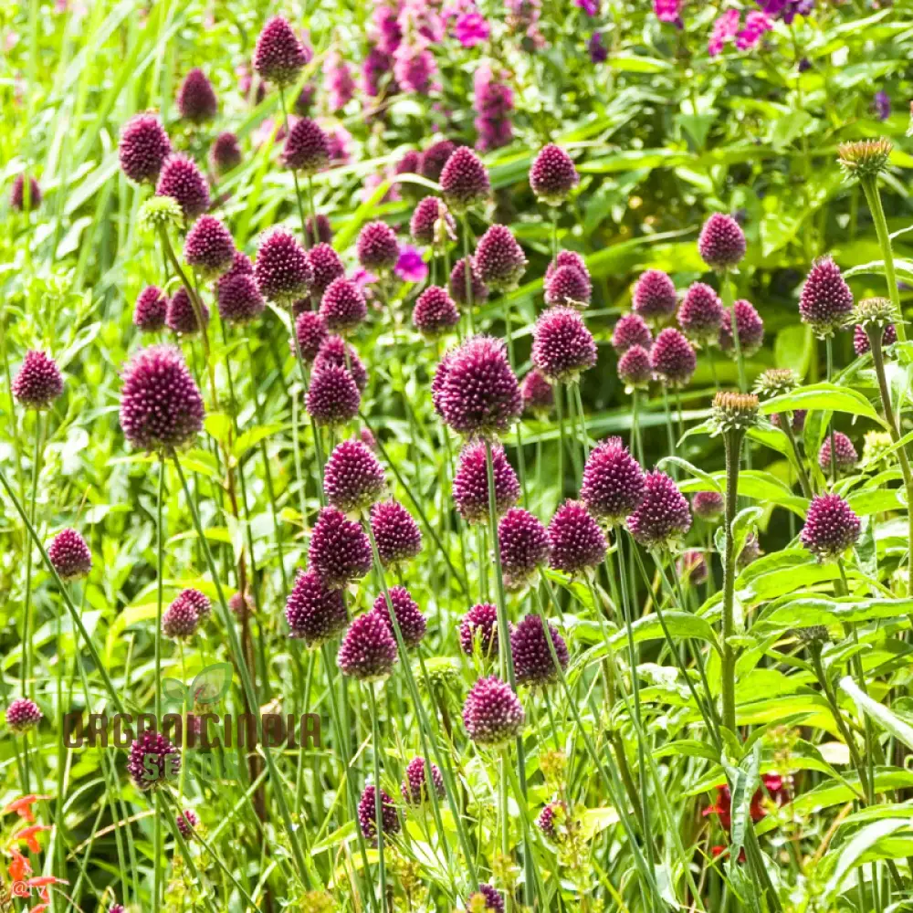 Allium Sphaerocephalon Flower Seeds for Planting, Premium Quality Seeds for Garden Blooms
