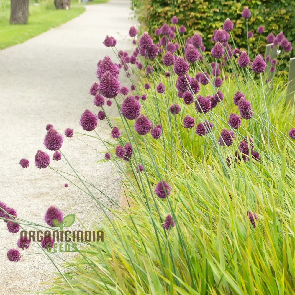 Allium Sphaerocephalon Flower Seeds for Planting, Premium Quality Seeds for Garden Blooms - Image 3
