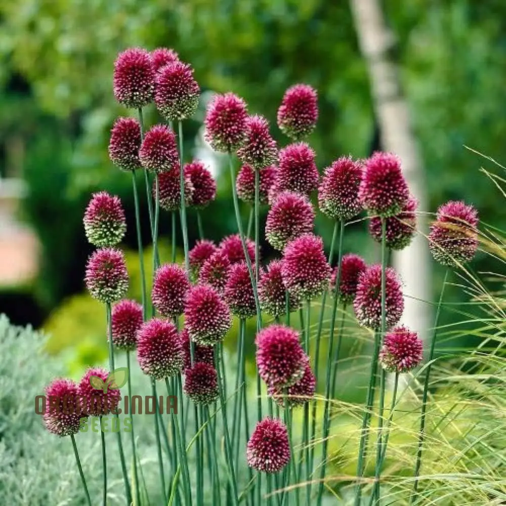 Allium Sphaerocephalon Flower Seeds for Planting, Premium Quality Seeds for Garden Blooms - Image 4