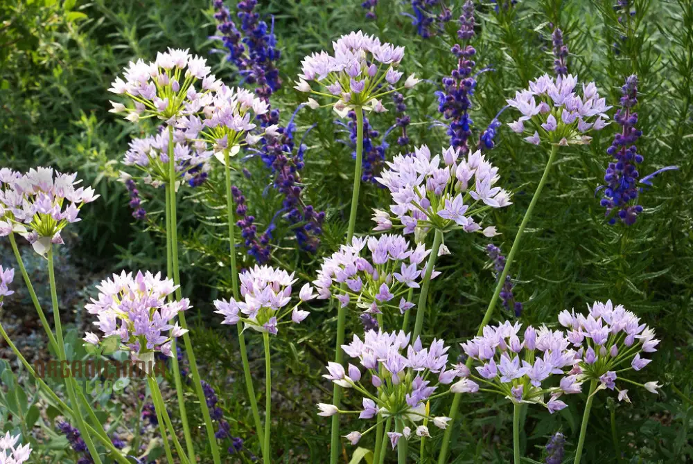 Allium Unifolium Seeds – Premium Ornamental Variety for Charming Garden Blooms - Image 3