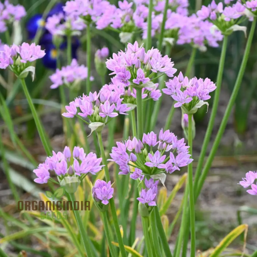 Allium Unifolium Seeds – Premium Ornamental Variety for Charming Garden Blooms - Image 4