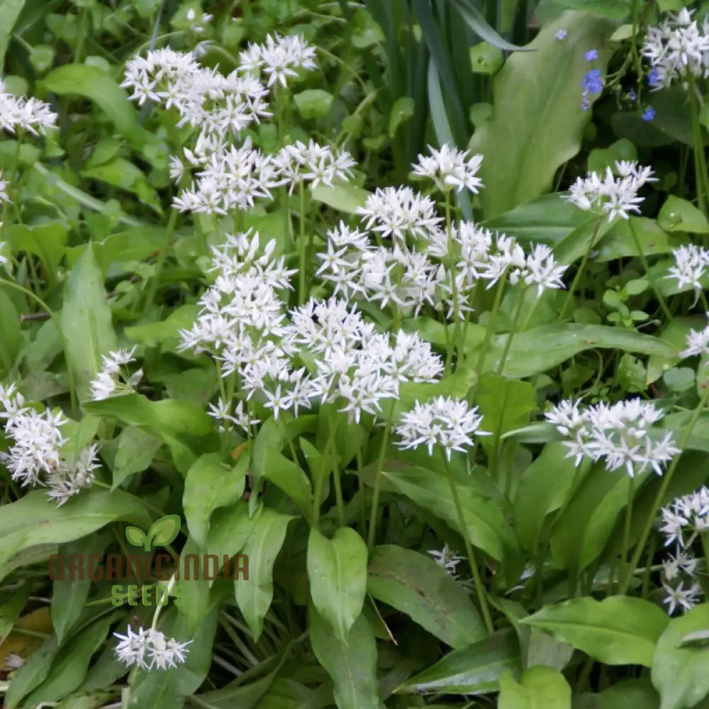 Allium Ursinum Flower Seeds for Planting, Premium Quality Seeds for Lush and Vibrant Gardens