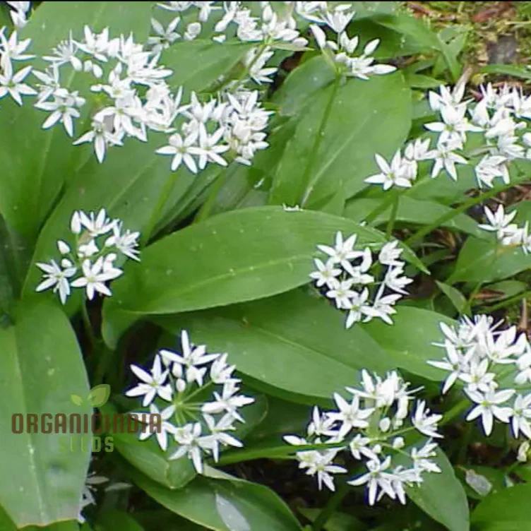 Allium Ursinum Flower Seeds for Planting, Premium Quality Seeds for Lush and Vibrant Gardens - Image 3