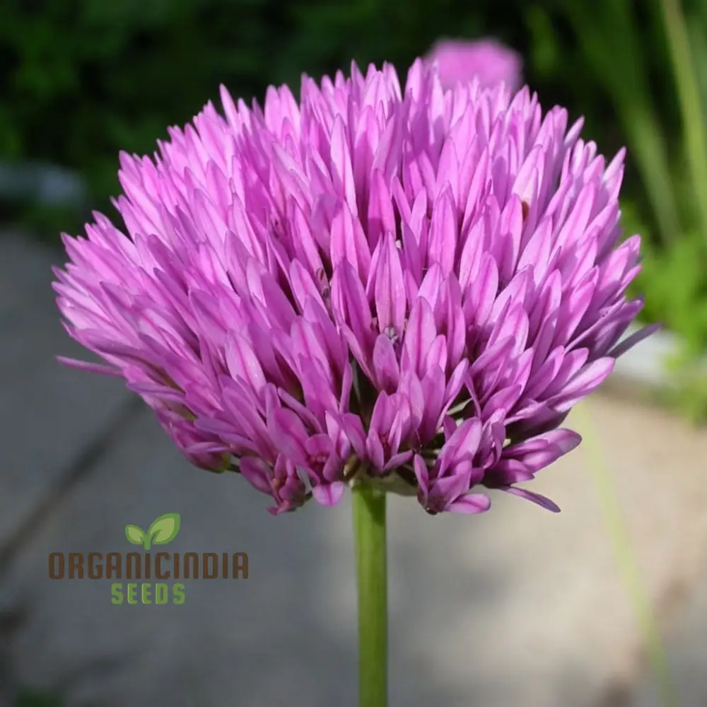 Allium Winklerianum Flower Seeds for Planting, Premium Quality Seeds for Elegant Gardens