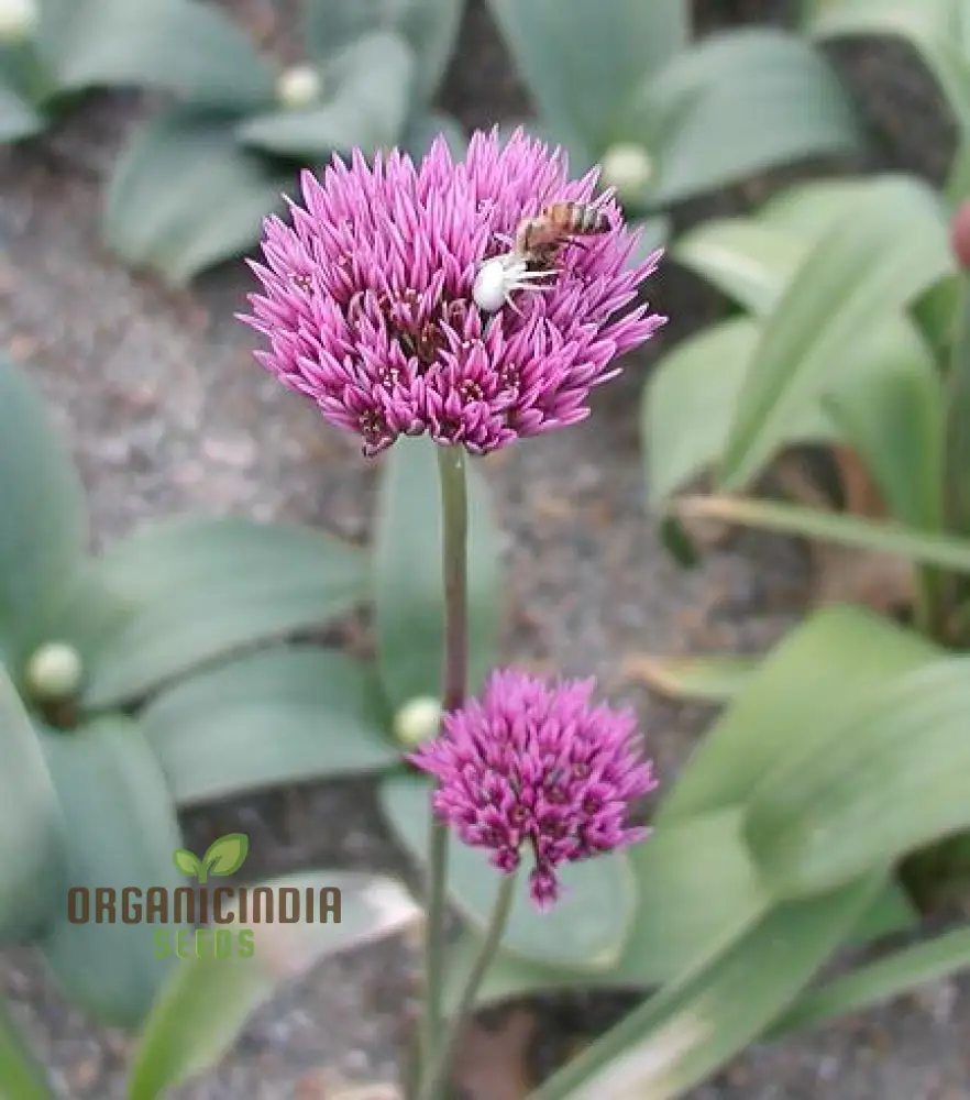 Allium Winklerianum Flower Seeds for Planting, Premium Quality Seeds for Elegant Gardens - Image 3