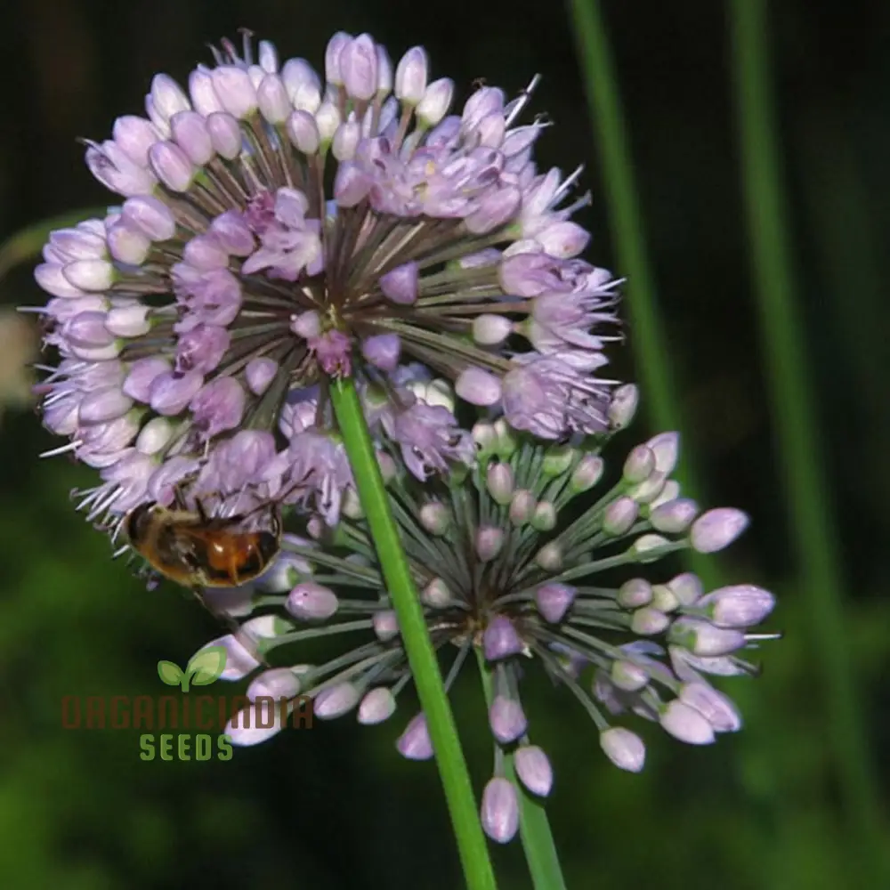 Allium Winklerianum Flower Seeds for Planting, Premium Quality Seeds for Elegant Gardens - Image 4