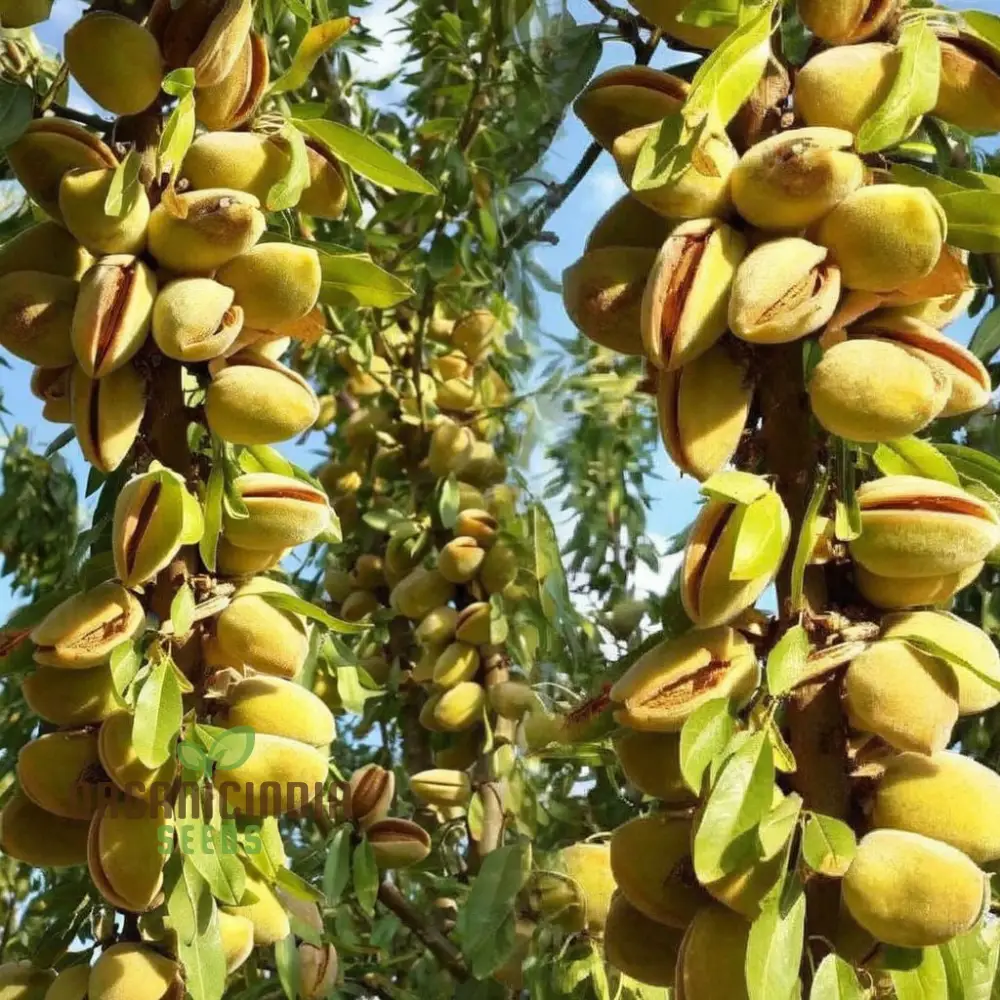 Almond (Badam) Tree Seeds, Cultivate Nutrient-Rich Fruits with Expert Tips on Seed Selection and Care