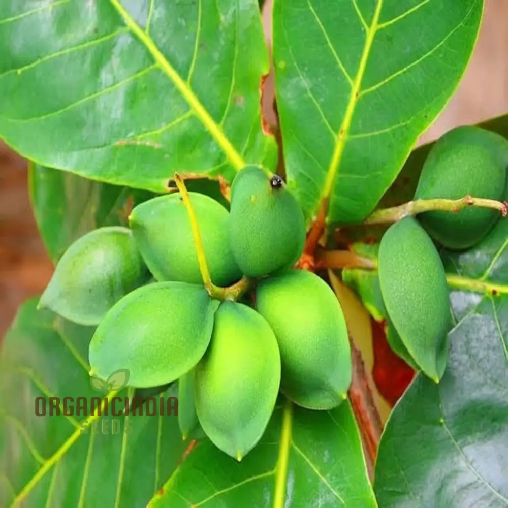 Almond (Badam) Tree Seeds, Cultivate Nutrient-Rich Fruits with Expert Tips on Seed Selection and Care - Image 3