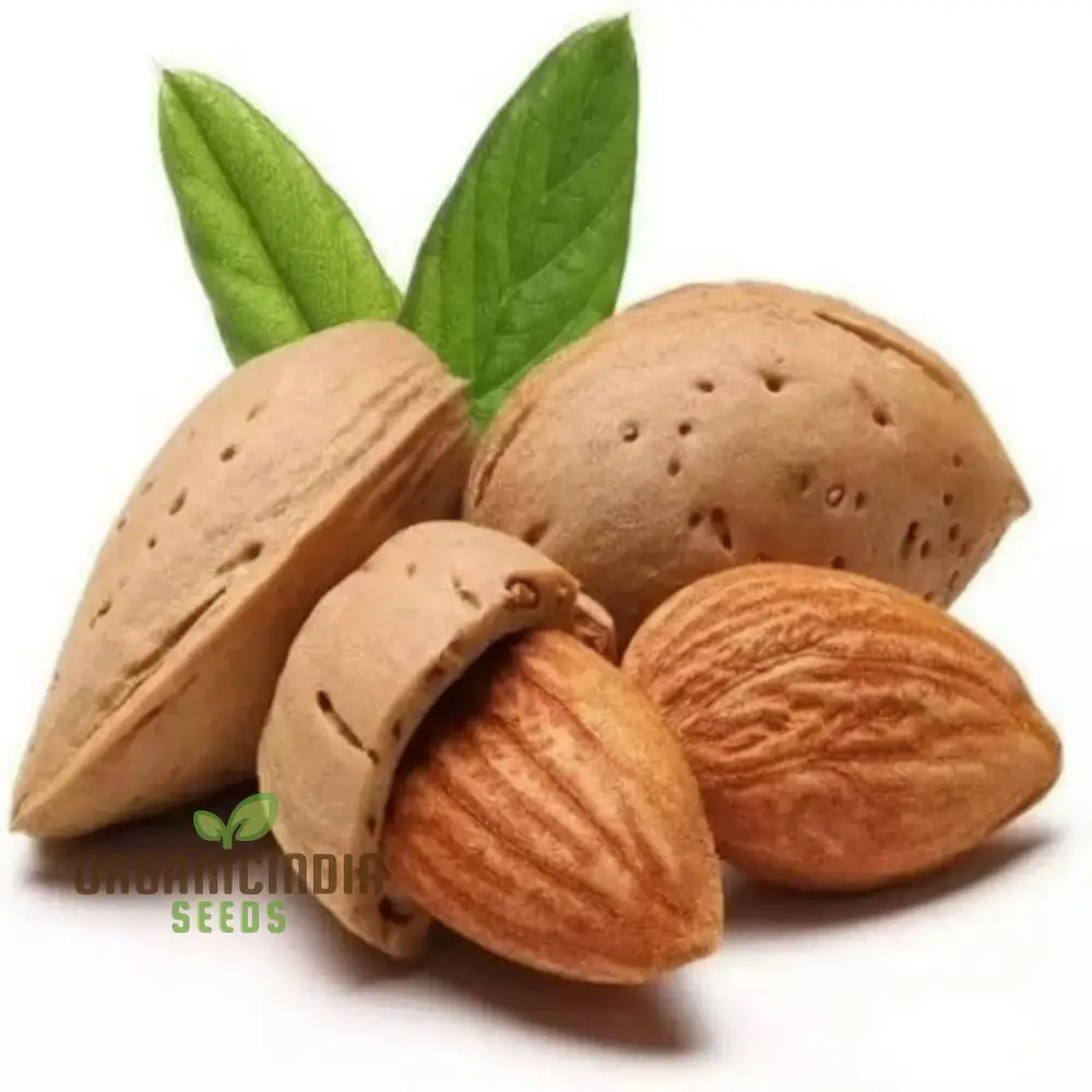 Almond (Badam) Tree Seeds, Cultivate Nutrient-Rich Fruits with Expert Tips on Seed Selection and Care - Image 4
