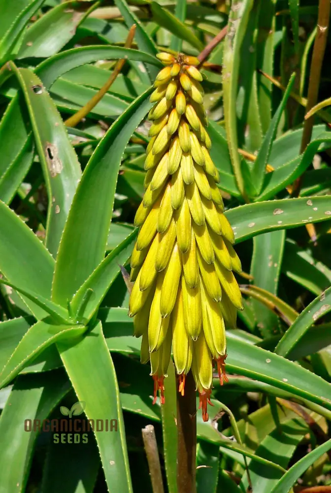 Aloe Striatula Seeds – Premium Exotic Garden Variety for Resilient Landscaping