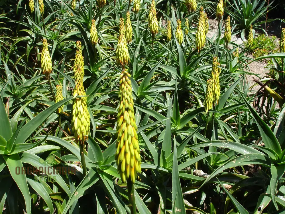 Aloe Striatula Seeds – Premium Exotic Garden Variety for Resilient Landscaping - Image 3