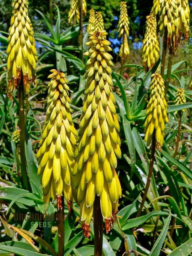 Aloe Striatula Seeds – Premium Exotic Garden Variety for Resilient Landscaping - Image 4