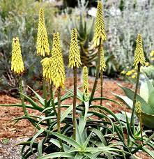 Aloe Striatula Seeds – Premium Exotic Garden Variety for Resilient Landscaping - Image 5