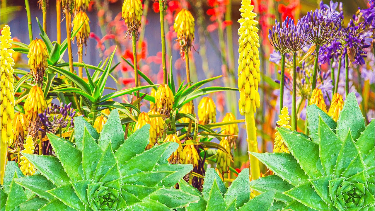 Aloe Striatula Seeds – Premium Exotic Garden Variety for Resilient Landscaping - Image 7