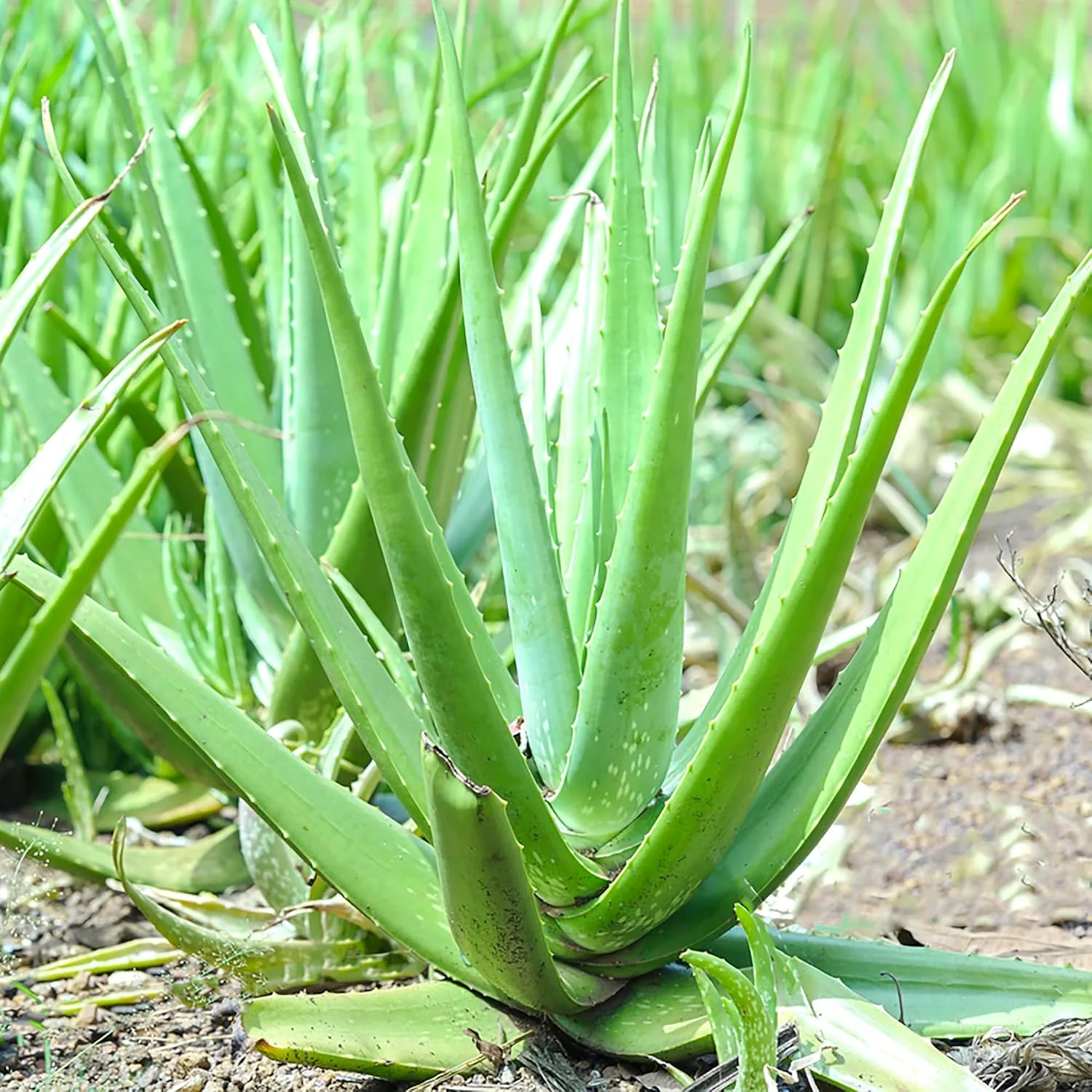 Aloe Vera Seeds Perennial, Deer Resistant, Low Maintenance, Attracts Pollinators, Ground Covers And Decorative Containers - Image 5
