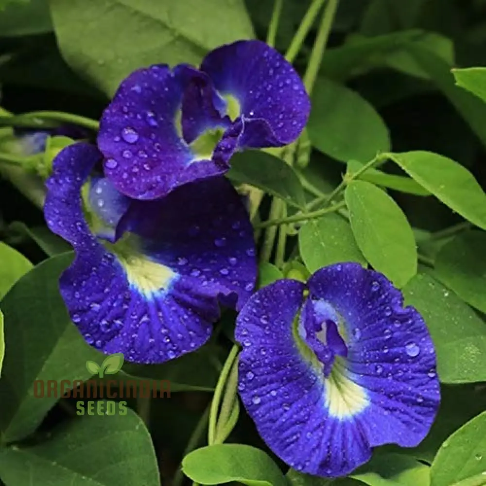 Aloe Weed Blue Flower Seeds for Planting, Complete Guide to Growing Stunning Blue Aloe Flowers - Image 3