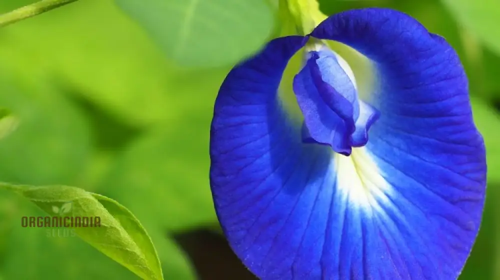 Aloe Weed Blue Flower Seeds for Planting, Complete Guide to Growing Stunning Blue Aloe Flowers - Image 4