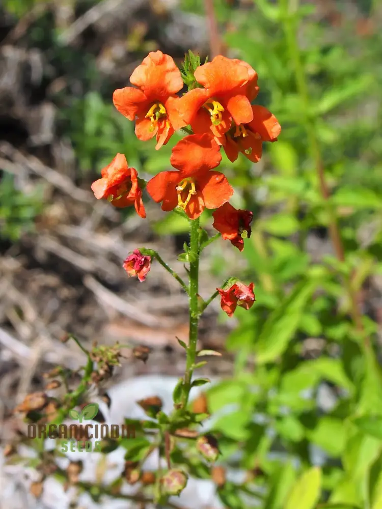 Alonsoa Albiflora Flower Seeds, Premium Quality Seeds for Colorful and Vibrant Gardens