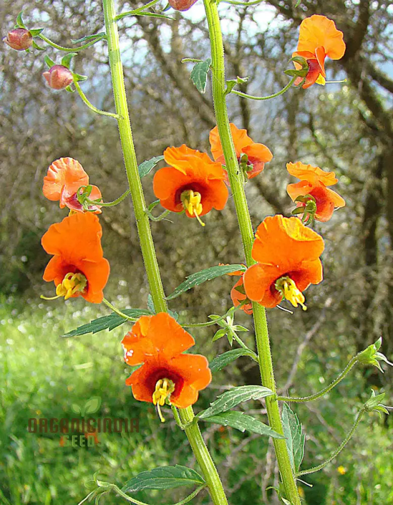 Alonsoa Albiflora Flower Seeds, Premium Quality Seeds for Colorful and Vibrant Gardens - Image 3