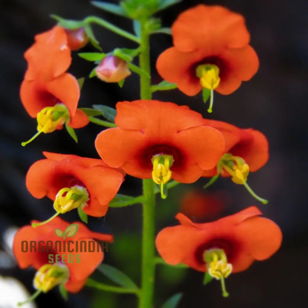 Alonsoa Albiflora Flower Seeds, Premium Quality Seeds for Colorful and Vibrant Gardens - Image 4