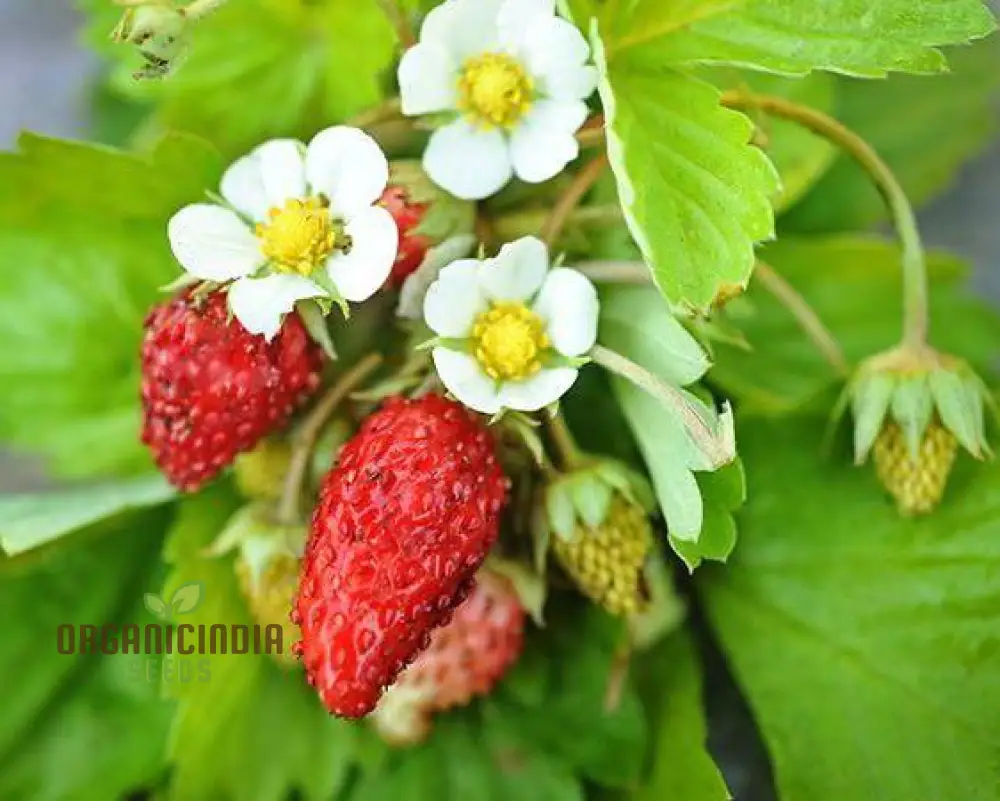 Alpine Alexandria Strawberry Fruit Seeds Planting and Gardening - Image 3