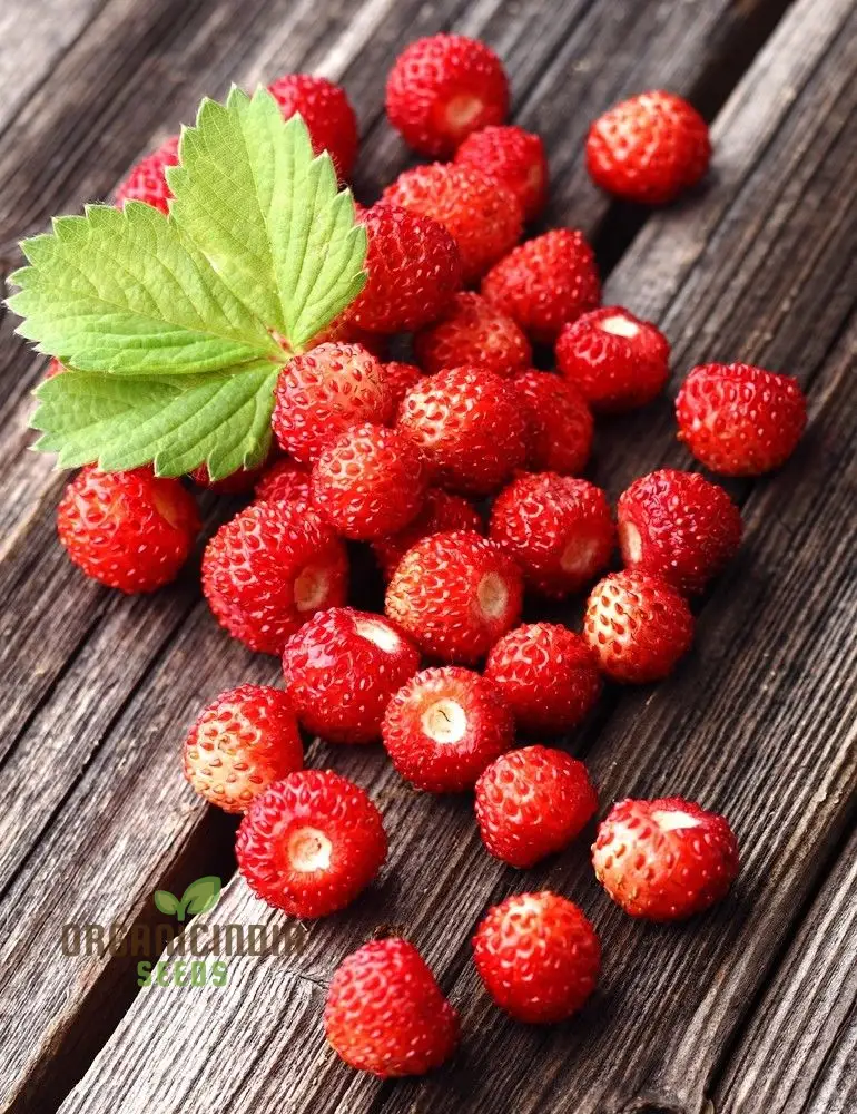 Alpine Alexandria Strawberry Fruit Seeds Planting and Gardening - Image 4