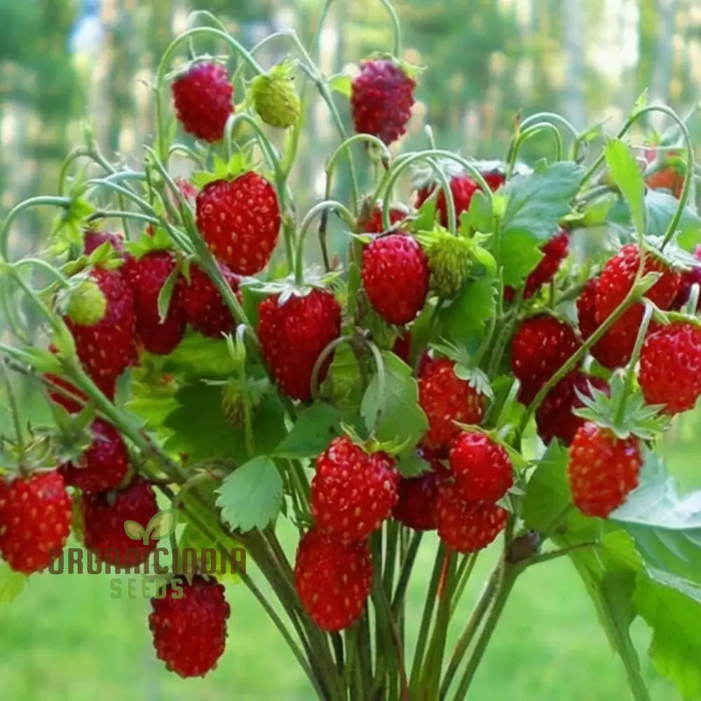 Alpine Strawberry Seeds