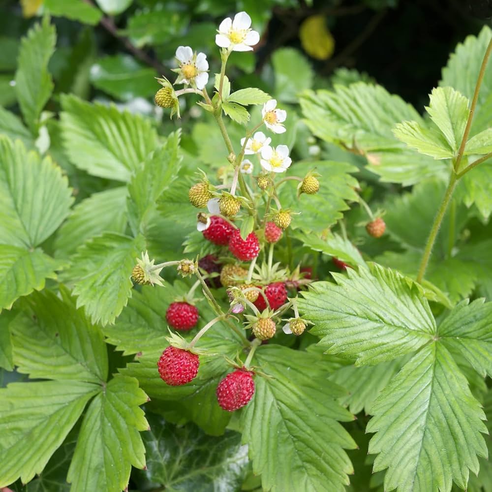 Alpine Strawberry Seeds - Image 4