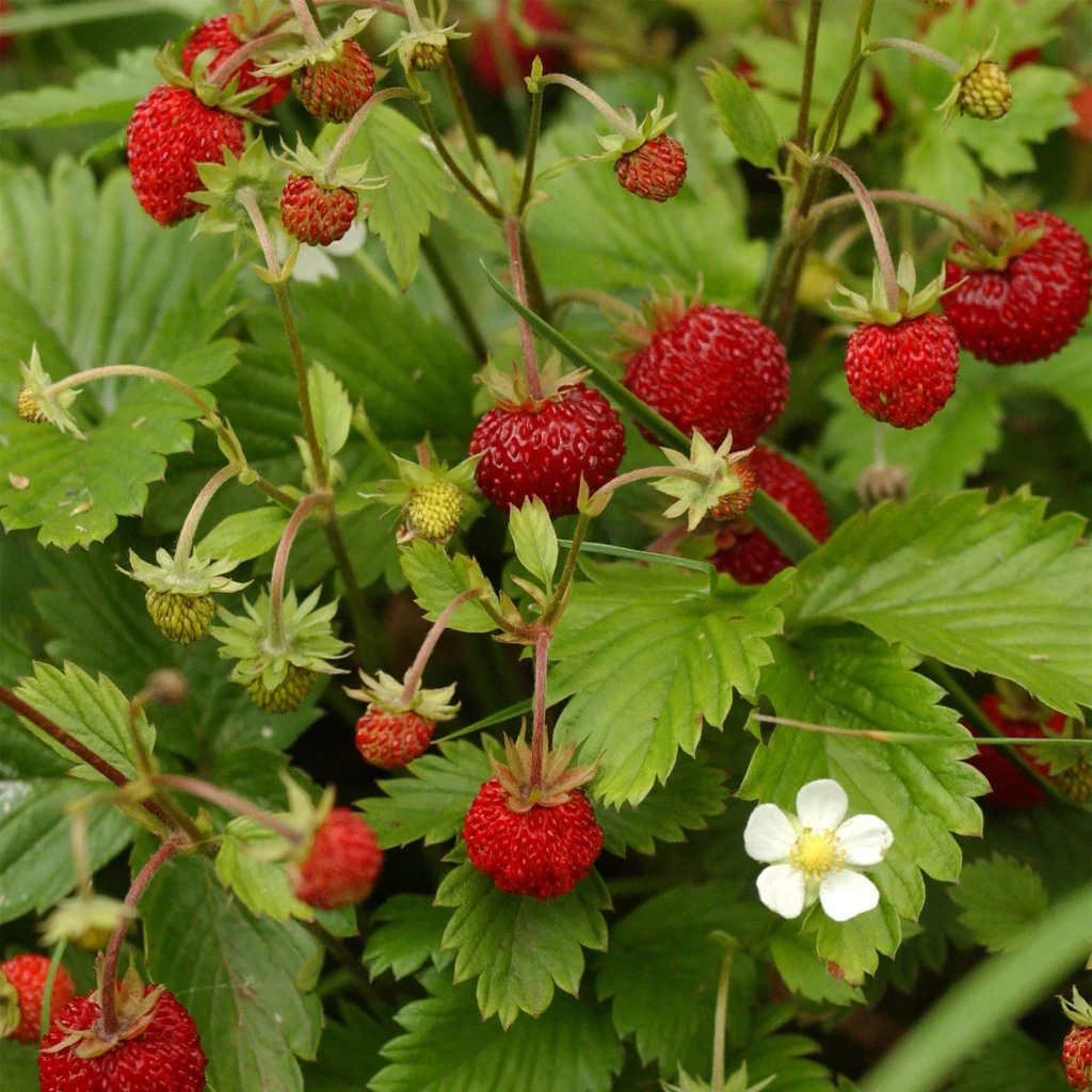 Alpine Strawberry Seeds - Image 5