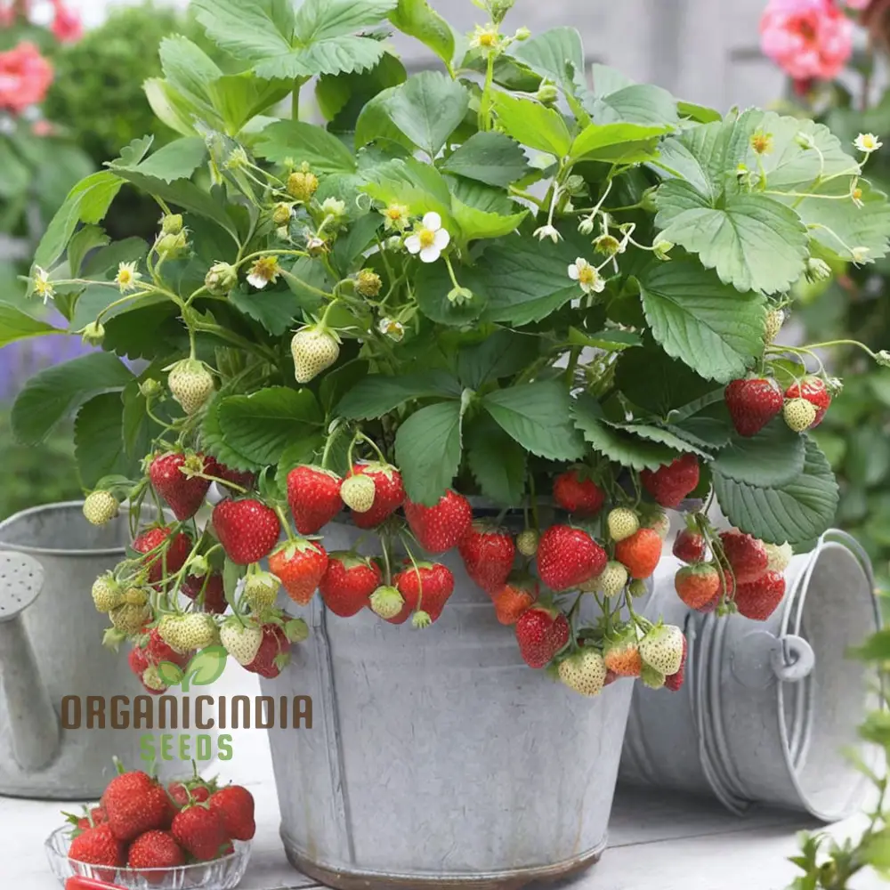 Alpine Strawberry Regina Planting and Gardening Seeds, An In-Depth Guide to Growing This Delightful Fruit