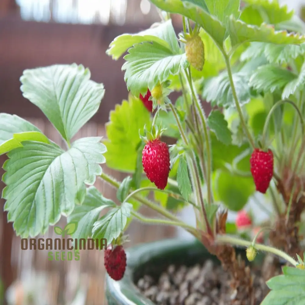 Alpine Strawberry Regina Planting and Gardening Seeds, An In-Depth Guide to Growing This Delightful Fruit - Image 4