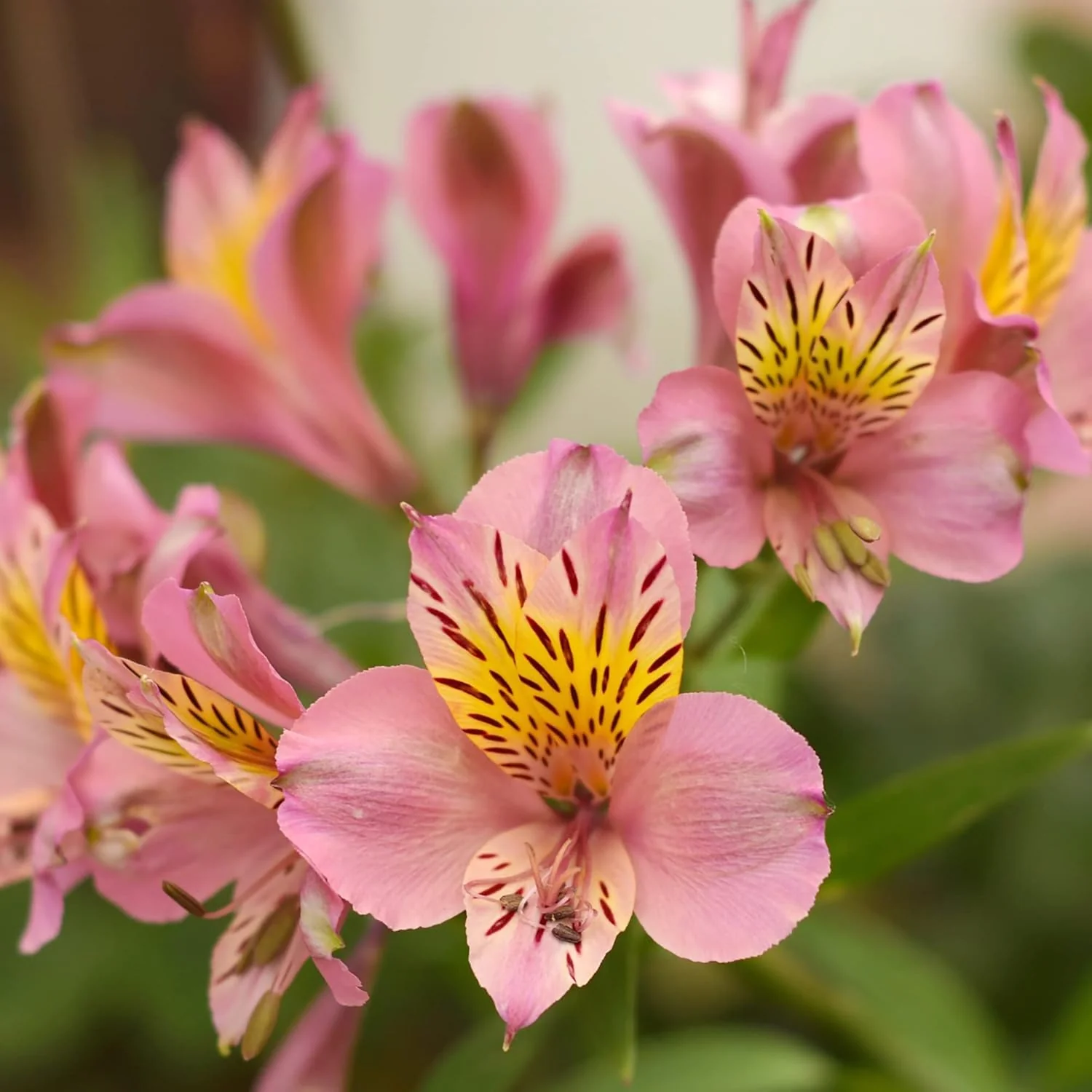 Alstroemeria Seeds (Peruvian Lily Seeds) - Mixed Colors, Long-Lasting Perennials - Image 3