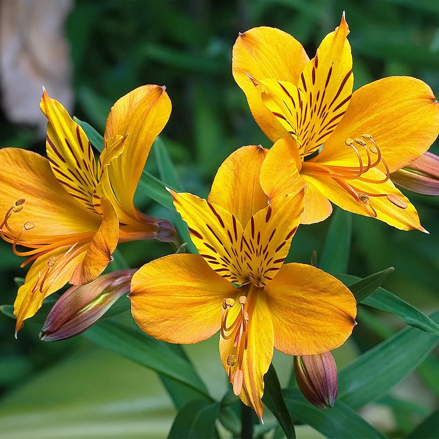 Alstroemeria Seeds (Peruvian Lily Seeds) - Mixed Colors, Long-Lasting Perennials - Image 4