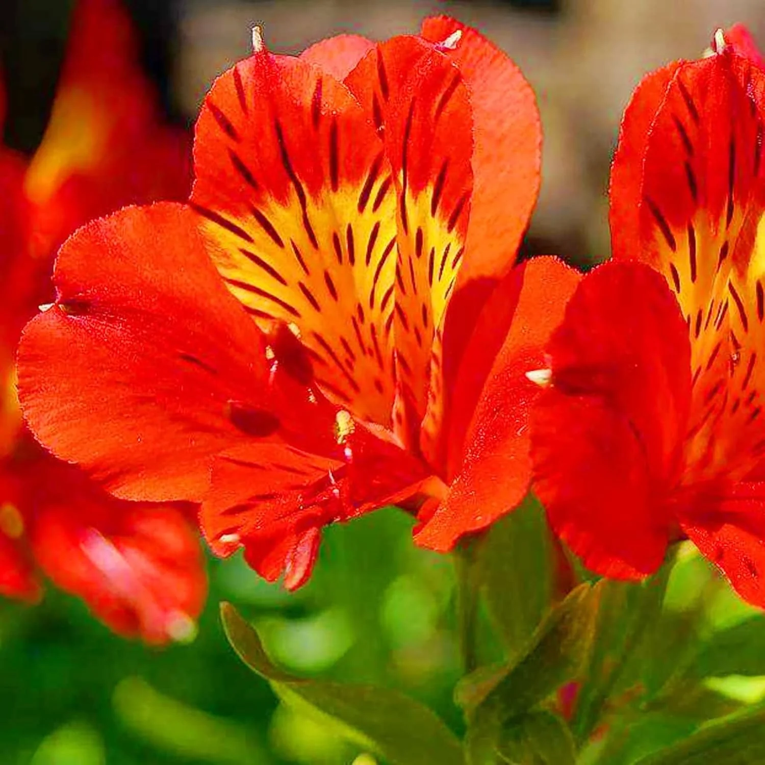 Alstroemeria Seeds or Peruvian Lily Flower Seeds For Planting,Attracts Pollinators - Image 3
