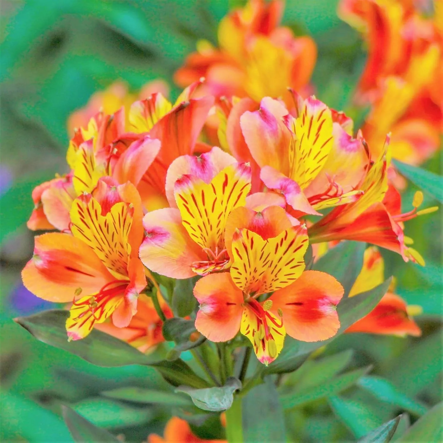 Alstroemeria Seeds or Peruvian Lily Flower Seeds For Planting,Attracts Pollinators - Image 4