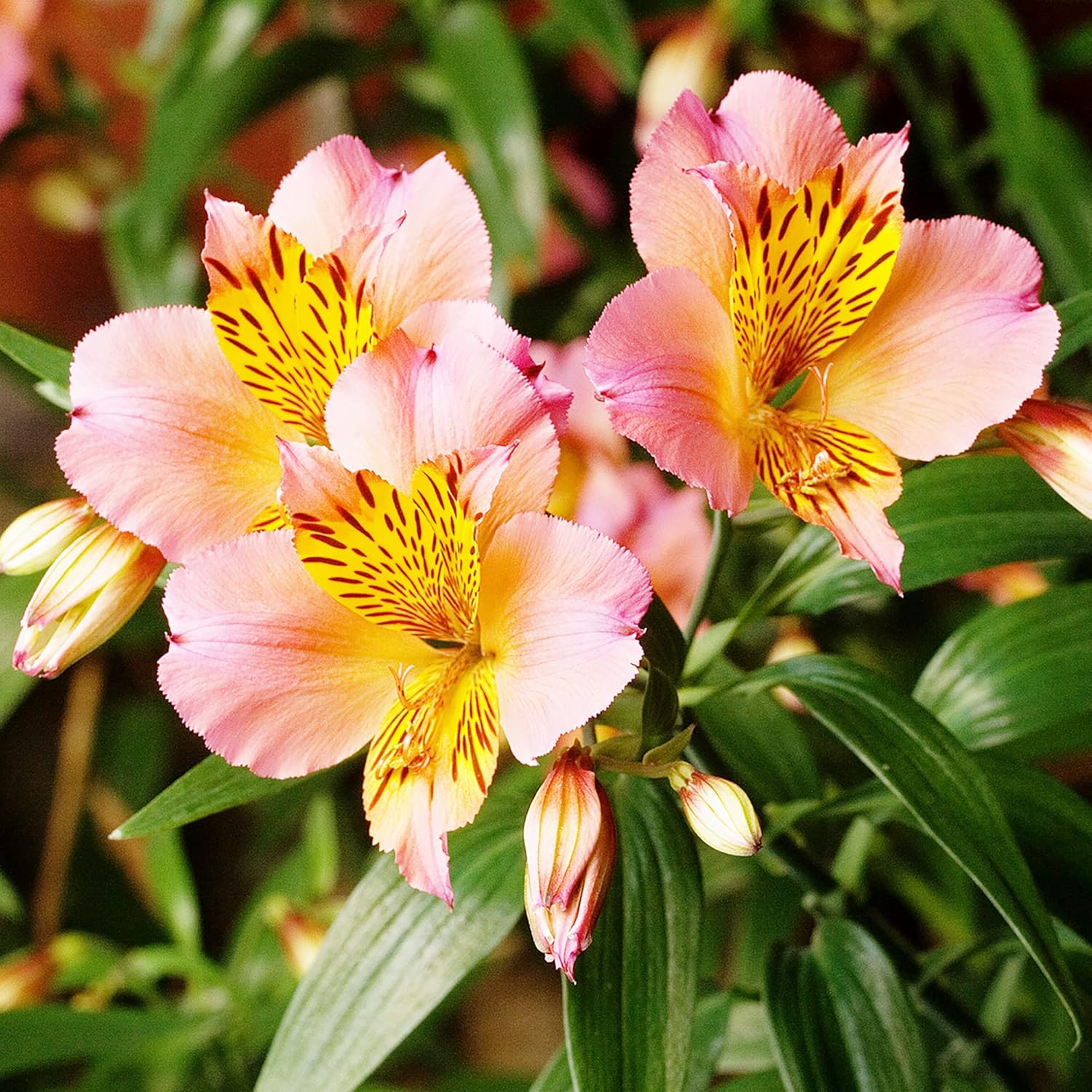 Alstroemeria Seeds or Peruvian Lily Flower Seeds For Planting,Attracts Pollinators - Image 5