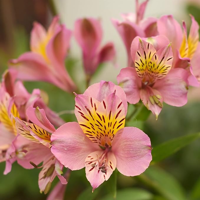 Alstroemeria Seeds or Peruvian Lily Flower Seeds For Planting,Attracts Pollinators - Image 6