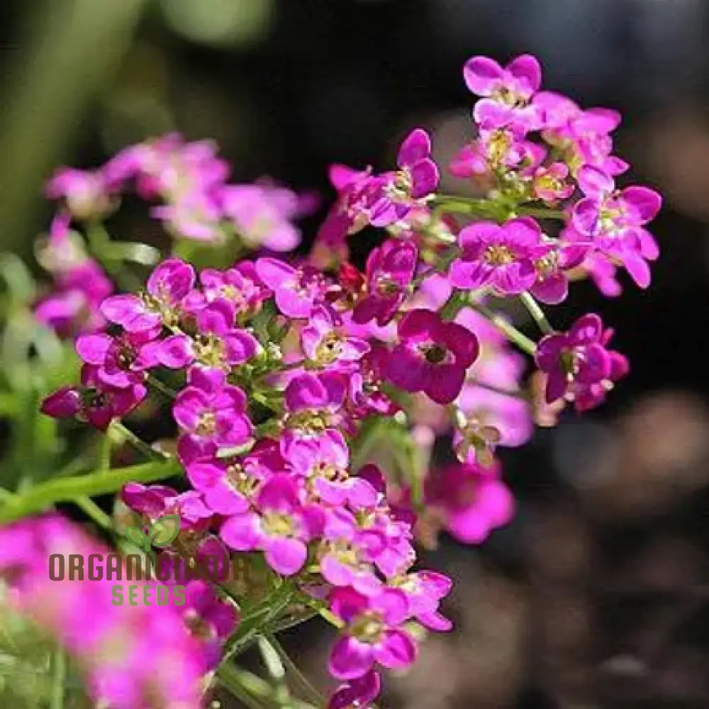 Alysium Rose-O-Day Rose Flower Seeds for Planting - Enhance Your Garden with These Exquisite Blooms - Image 3