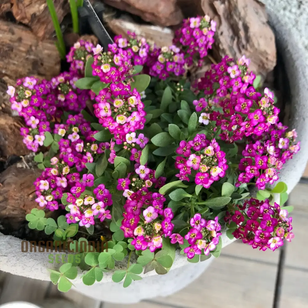 Alysium Rose-O-Day Rose Flower Seeds for Planting - Enhance Your Garden with These Exquisite Blooms - Image 4