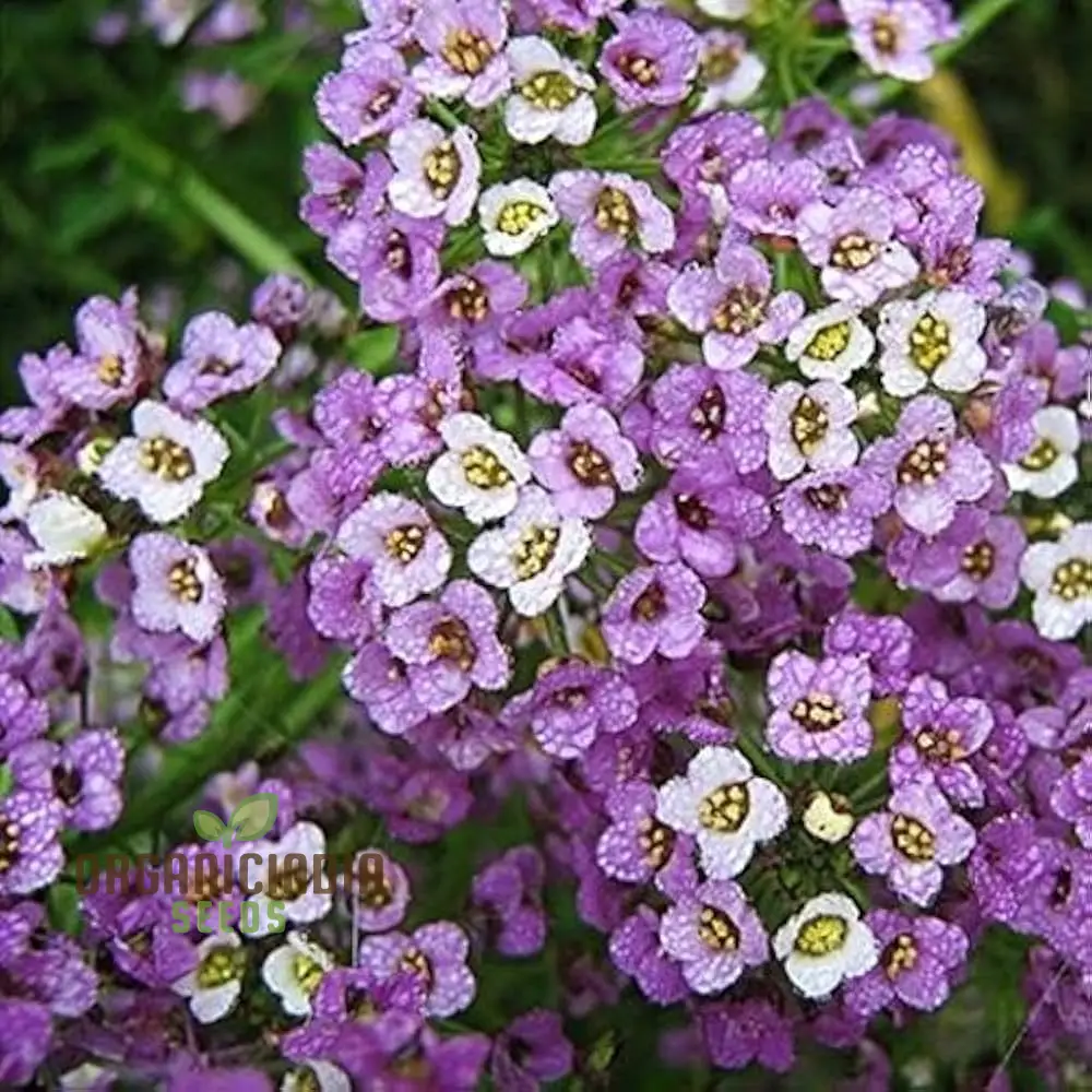 Alyssum Flower F1 Seeds, for Gardening Enthusiasts, Premium Quality Seeds for Vibrant Gardens, Perfect for Home Gardening and Outdoor Spaces