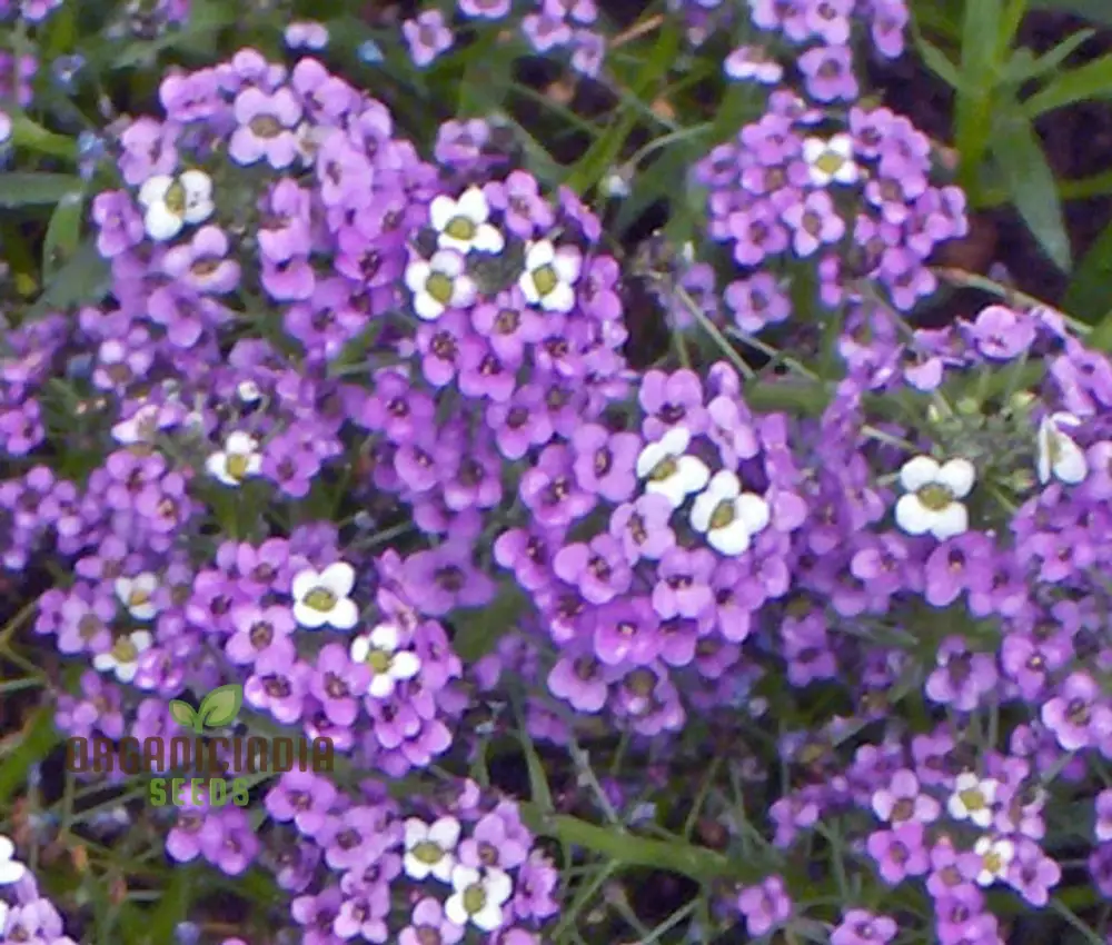 Alyssum Flower F1 Seeds, for Gardening Enthusiasts, Premium Quality Seeds for Vibrant Gardens, Perfect for Home Gardening and Outdoor Spaces - Image 3