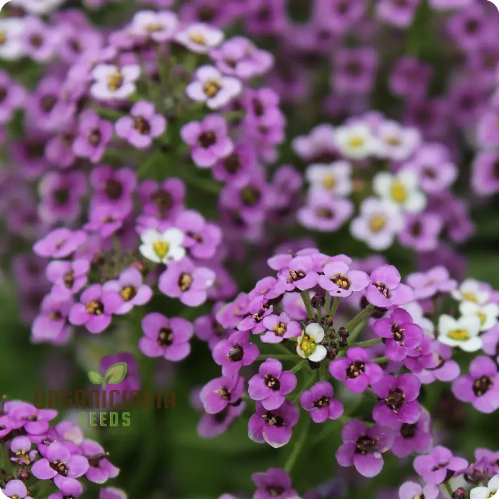 Alyssum Flower F1 Seeds, for Gardening Enthusiasts, Premium Quality Seeds for Vibrant Gardens, Perfect for Home Gardening and Outdoor Spaces - Image 4